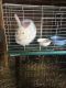 Satin rabbit Rabbits for sale in Southington, OH 44470, USA. price: NA