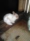 Satin rabbit Rabbits for sale in Louisville, OH 44641, USA. price: $20