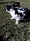 Satin rabbit Rabbits for sale in Grand Prairie, TX, USA. price: NA