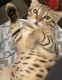 Savannah Cats for sale in Warren, OH, USA. price: $3,000