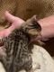 Savannah Cats for sale in Hudson, NC, USA. price: NA