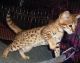 Savannah Cats for sale in Florida City, FL, USA. price: $200