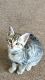 Savannah Cats for sale in Spokane, WA, USA. price: NA