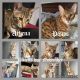 Savannah Cats for sale in Harbor City, CA 90710, USA. price: $1,500