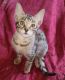 Savannah Cats for sale in Tristates, Port Jervis, NY 12771, USA. price: NA