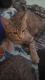 Savannah Cats for sale in Spanaway, WA, USA. price: $40