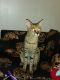 Savannah Cats for sale in Roswell, NM, USA. price: $9,000
