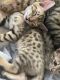 Savannah Cats for sale in Orange County, CA, USA. price: NA