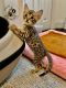 Savannah Cats for sale in Philadelphia, PA, USA. price: $4,000