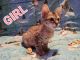 Savannah Cats for sale in Minneapolis, MN, USA. price: $400