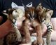 Savannah Cats for sale in New York, NY 10001, USA. price: $850