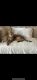 Savannah Cats for sale in Brooklyn, OH 44144, USA. price: $2,000