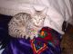 Savannah Cats for sale in Grand Junction, CO, USA. price: $800