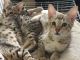 Savannah Cats for sale in Fullerton, CA, USA. price: NA