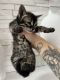 Savannah Cats for sale in Strongsville, OH 44136, USA. price: NA