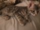 Savannah Cats for sale in Grass Valley, CA, USA. price: NA