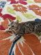 Savannah Cats for sale in Ocala, FL, USA. price: $1,500