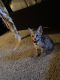 Savannah Cats for sale in Fresno, CA, USA. price: $1,000