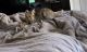 Savannah Cats for sale in Charlotte, NC, USA. price: $2,500