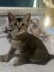 Savannah Cats for sale in Abingdon, MD 21009, USA. price: $110,000