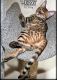 Savannah Cats for sale in Harrisburg, PA, USA. price: NA