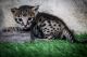 Savannah Cats for sale in Central Florida, FL, USA. price: $1,400