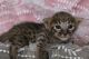 Savannah Cats for sale in Central Florida, FL, USA. price: $1,400