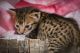 Savannah Cats for sale in Central Florida, FL, USA. price: $1,900