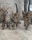 Savannah Cats for sale in New Yorkweg, 1334 NA Almere, Netherlands. price: 400 EUR