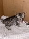 Savannah Cats for sale in Hudson, NC, USA. price: $95,000