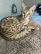 Savannah Cats for sale in Lehigh Acres, FL 33972, USA. price: $2,000