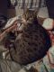 Savannah Cats for sale in 629 Waneta Ave, Dayton, OH 45404, USA. price: $500