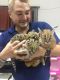 Savannah Cats for sale in Los Angeles, CA, USA. price: $1,000
