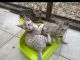 Savannah Cats for sale in Los Angeles County, CA, USA. price: $700