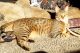 Savannah Cats for sale in Mayville, ND 58257, USA. price: $100