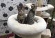 Savannah Cats for sale in Atlanta, GA, USA. price: $800