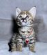 Savannah Cats for sale in Miami, FL, USA. price: $800