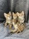 Savannah Cats for sale in Miami, FL, USA. price: $800
