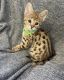 Savannah Cats for sale in Portland, OR, USA. price: NA