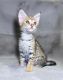 Savannah Cats for sale in Portland, OR, USA. price: NA