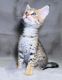 Savannah Cats for sale in Portland, OR, USA. price: $800