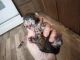 Savannah Cats for sale in Stillwater, OK, USA. price: NA