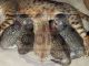 Savannah Cats for sale in Knoxville, TN, USA. price: NA