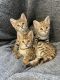 Savannah Cats for sale in Orlando, FL, USA. price: NA