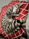 Savannah Cats for sale in Oceanside, CA, USA. price: $900