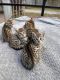 Savannah Cats for sale in Miami, FL, USA. price: $2,500