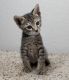 Savannah Cats for sale in Lakeland, FL, USA. price: $1,700