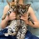 Savannah Cats for sale in Toronto, ON, Canada. price: NA