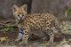 Savannah Cats for sale in Los Angeles Woods Ln, Orlando, FL 32824, USA. price: NA