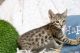 Savannah Cats for sale in Lakeland, FL, USA. price: NA